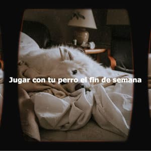 Jugar con tu perro el fin de semana - Weekend Jazz Chillout