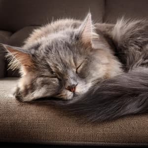 Calma Nocturna: Ritmos De Hip Hop Para Mascotas - Mentes Lofi