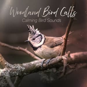 Woodland Bird Calls - Calming Bird Sounds