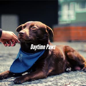 Daytime Paws - Classy Relaxing Dog Music