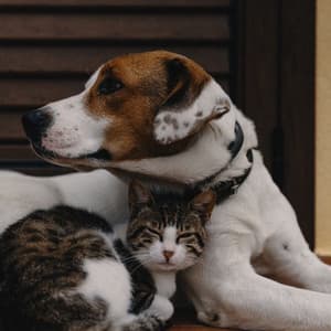 Lofi Pet Cuddles: Elevating Harmony with Your Pets - Chill Hop Lofi Study Beats