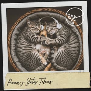 Perros y Gatos Felices: Melodías Mágicas para Mascotas - Cat Music