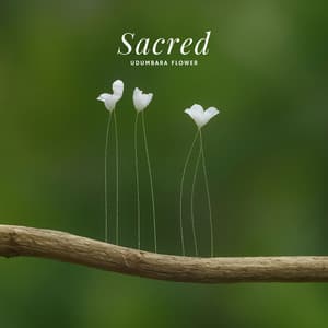 Sacred Udumbara Flower - Samsarith