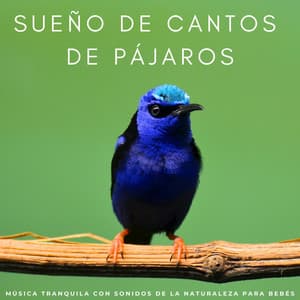 Sueño De Cantos De Pájaros: Música Tranquila Con Sonidos De La Naturaleza Para Bebés - Sonidos de pájaros suecos