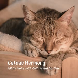 Catnap Harmony: White Noise with Chill Sound for Cats - The White Noise Travelers