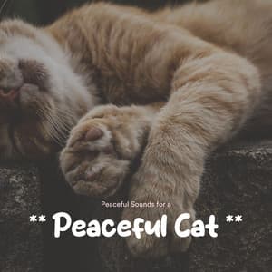 ** Peaceful Sounds for a Peaceful Cat ** - Music For Cats