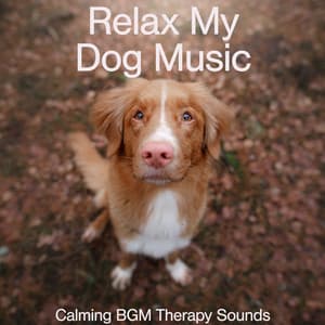 Relax My Dog Music: Calming BGM Therapy Sounds - Relax My Dog Music
