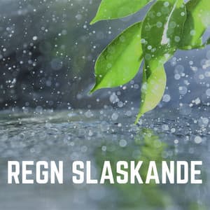 Regn Slaskande - Regnskur
