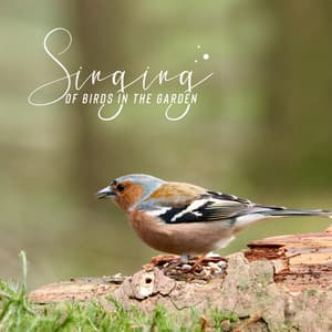 Singing of Birds in the Garden. Relaxing Sounds that Put You in a Good Mood - Singing Birds Zone
