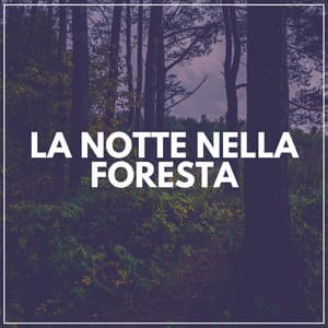 La Notte Nella Foresta - Suoni Naturali
