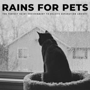 Rains For Pets: The Perfect Rainy Environment To Relieve Separation Anxiety - Rain Sounds Nature Collection