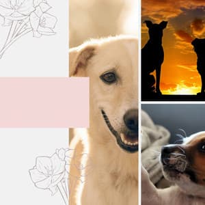 Morning Walks - Energetic - Dog Jazz Sounds