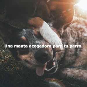 Una manta acogedora para tu perro. - Saturday Morning Playlist