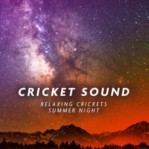 Relaxing Crickets Summer Night - Background Cricket Sounds for Sleep - Cricket Sound