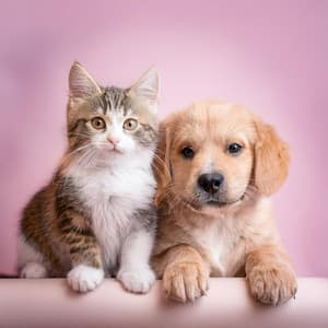 Compañeros Tranquilos: Música De Guitarra Para Mascotas - Guitarras Venturosas