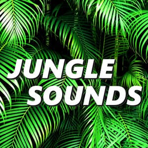 Jungle Sounds - Amazon Jungle Sounds