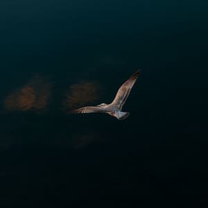 Flying in The Ocean - Jane - Angela Flying