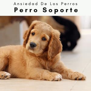 2 0 2 3 Perro Soporte - Ansiedad De Los Perros