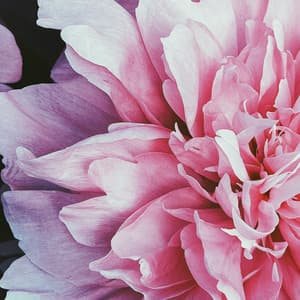 0 Hour Garden: Healing Souls - Spa Music Relaxation