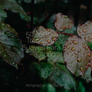 50 Melodías Tranquilas Y Suaves Para El Otoño - Relajación Meditar Academie