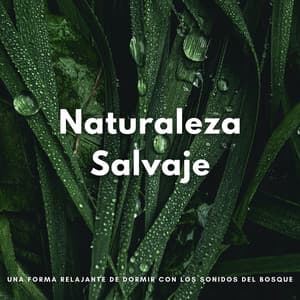 Naturaleza Salvaje: Una Forma Relajante De Dormir Con Los Sonidos Del Bosque - Radio Naturaleza 1