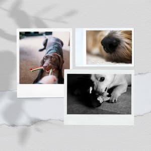 Dream Like - Cozy Dogs - Dog Jazz Sounds