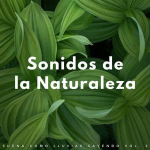 Sonidos De La Naturaleza: Suena Como Lluvias Cayendo Vol. 2 - Lluvia relajarse