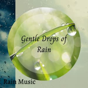 Rain Music: Gentle Drops of Rain - Rain Hive