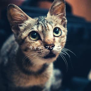 キャットフレンズ - French Cafe Jazz