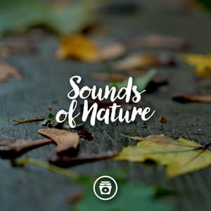 Sounds Of Nature - Rain Sounds Nature Collection