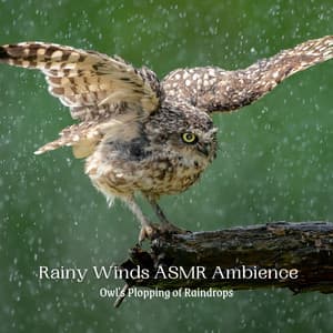 Rainy Winds ASMR Ambience: Owl's Plopping of Raindrops - The Rain Sounds Nature Experts