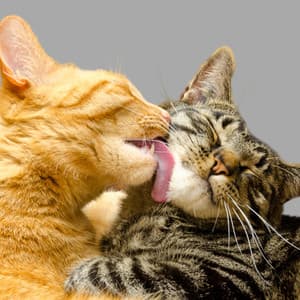 Ambient Cat Haven: Calm Waterside Feline Bonds - Music for Relaxing Cats