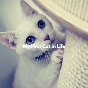 My First Cat in Life - Jazz Rilassante Progetto