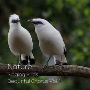 Nature: Singing Birds Beautiful Chorus Vol. 1 - Natures Acoustics