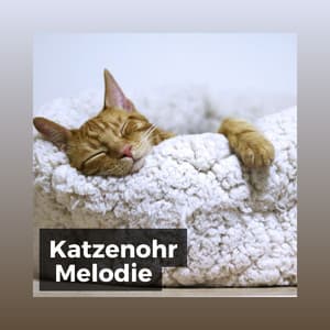 Katzenohr Melodie - Katzenmusik