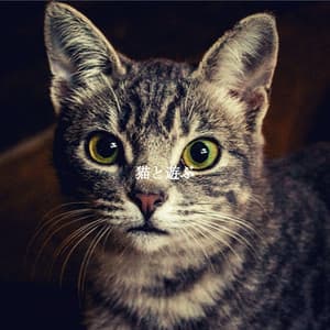 猫と遊ぶ - Coffee Shop Playlist