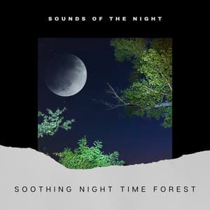 Soothing Night Time Forest Sounds - Sounds of the Night