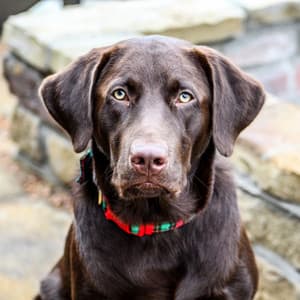 High-class Music for Midsummer Pups - Jazz Quintet - Music for Dogs Moments