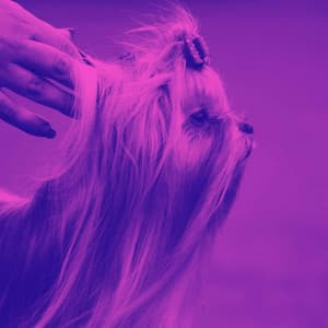 Jazz Guitar - Bgm for Roaring Pups - Puppy Music