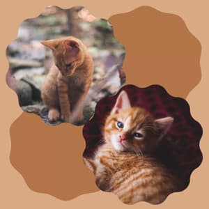 Inspiring Music for My Quiet Cats - Jazz Quintet - Relaxing Music for Cats