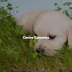 Canine Concertos - Jazz Alegre para Hoteles