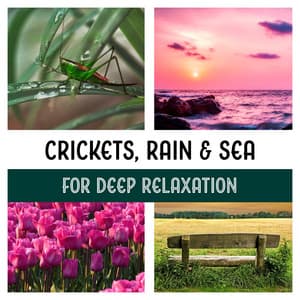 Crickets, Rain & Sea for Deep Relaxation - Calm Night Time, Yoga Nidra for Dream Meditation, Journey for Woodland, Lucid Dreaming Preparation - Zen Natural Sounds