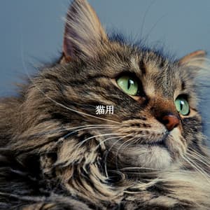 猫用 - Relaxing Instrumental Jazz Cafe