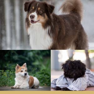 Cuddly - Fun Puppies - Relaxing Dog Music Playlists