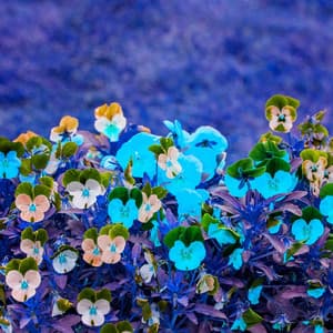 Simple Jazz Piano Duo - Ambiance for Fresh Days - Jazz Ambiance