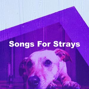 Songs For Strays - Dogs music