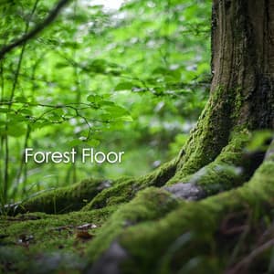 Forest Floor - Sounds Of Nature