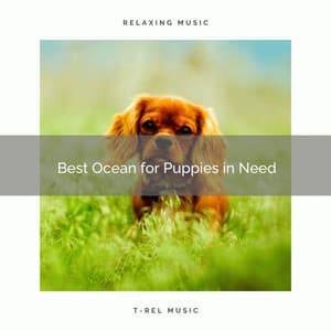 2021: Best Ocean for Puppies in Need - Dog Music Dreams