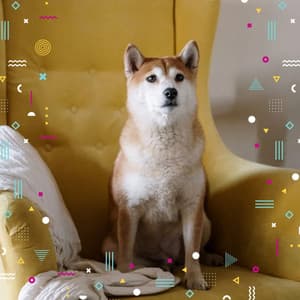 Bartione Sax solo - Ambiance for Doggy Hotels - Dog Music Experience