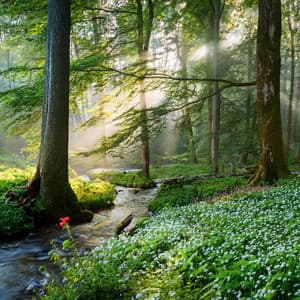 Entrar En La Relajación: Viaje De Tonos Relajantes - Tarde relajante